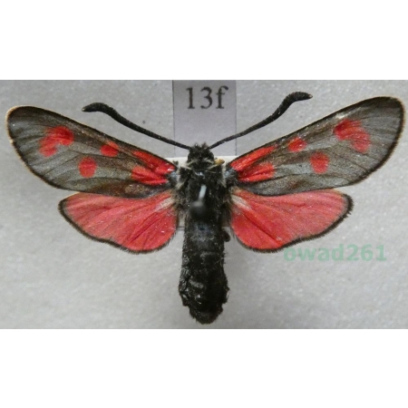 Zygaena filipendulae (Linnaeus, 1758) Kraśnik sześcioplamek Czech13f